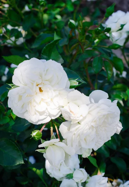 Hermosa flor de rosa blanca en el jardín. Enfoque selectivo — Foto de Stock