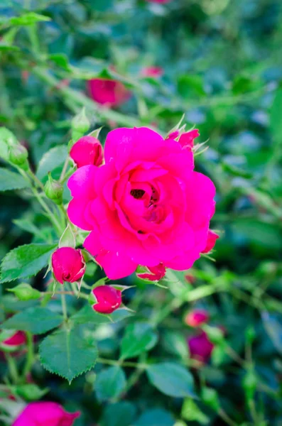 Rosas rosadas en un jardín. Enfoque selectivo. Imagen tonificada — Foto de Stock