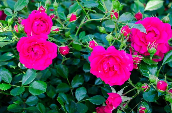 Rosas rosadas en un jardín. Enfoque selectivo. Imagen tonificada — Foto de Stock