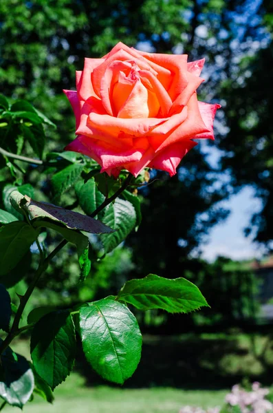 Rosas rojas arbusto en el jardín. enfoque selectivo — Foto de Stock