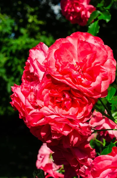 Rosas rojas arbusto en el jardín. enfoque selectivo — Foto de Stock