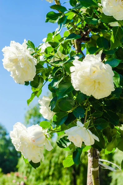 Hermosa flor de rosa blanca en la rama en el jardín. Enfoque selectivo — Foto de Stock
