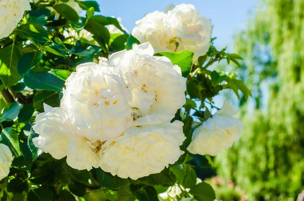 Güzel beyaz gül çiçek bahçesinde dalı. Seçici odak