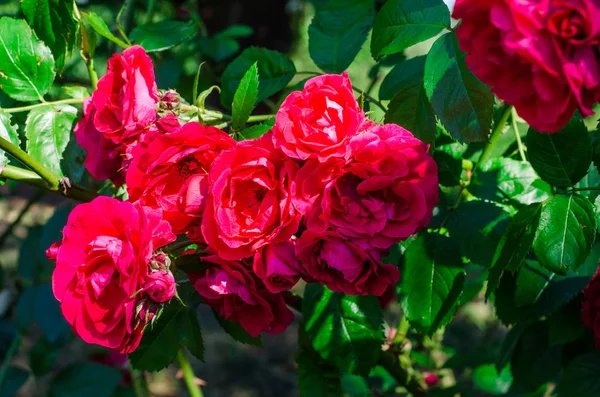 Rosas rojas arbusto en el jardín. enfoque selectivo — Foto de Stock