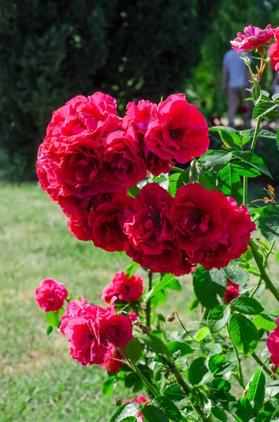 Hermosas rosas rojas en forma de conejito corazón en el jardín. Enfoque selectivo — Foto de Stock