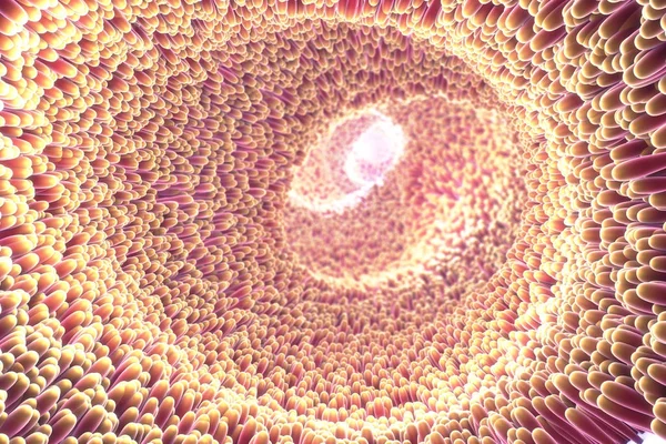 bağırsak i. mikroskobik closeup 3D çizimi