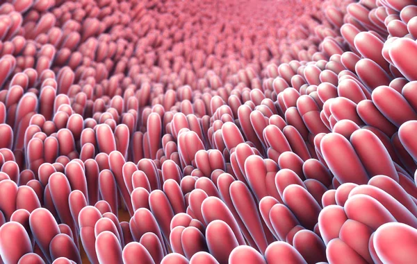 Ilustração Fechamento Microscópico Vilosidades Intestinais — Fotografia de Stock