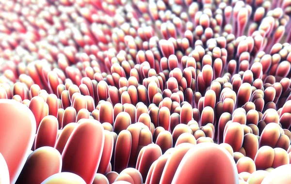 bağırsak i. mikroskobik closeup 3D çizimi