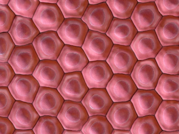 Illustration Frontal View Cell Pattern — Stock Photo, Image