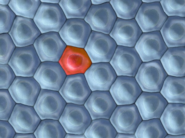 3d illustration of a frontal view on cell pattern with on red cell in the middle