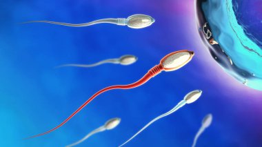sperm hücreleri sağa doğru yumurta hücresi hareketli 3D çizimi