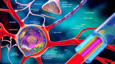 colorful 3d illustration of a neuron and cell-building with descriptions clipart