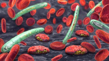 3d illustration of blood cells, plasmodium causing malaria illness clipart