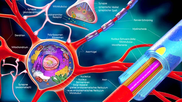 Kolorowy Ilustracja Neuronów Komórek Budynek Opisami Niemiecki — Zdjęcie stockowe