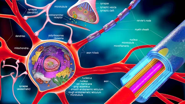 Illustrazione Colorata Neurone Cellula Costruzione Con Descrizioni — Foto Stock