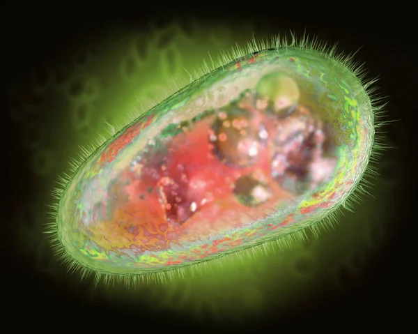 Illustrazione Protozoi Trasparenti Colorati Organismi Unicellulari — Foto Stock