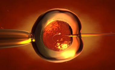 bir suni tohumlama veya in-vitro fertilizasyon yumurta, yumurta veya zigot 3D çizimi