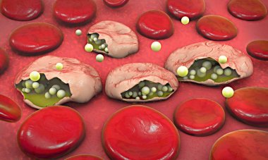 3D çizim sıtma illne neden olan plasmodium kan hücrelerinin