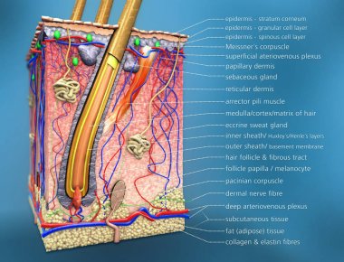 cross section of hair follicle with description and anatomical function  clipart