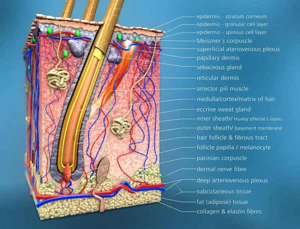 Sezione trasversale del follicolo pilifero con descrizione e funzione anatomica — Foto Stock