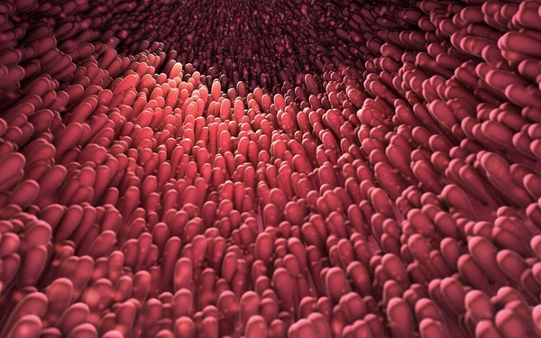 bağırsak i. mikroskobik closeup 3D çizimi
