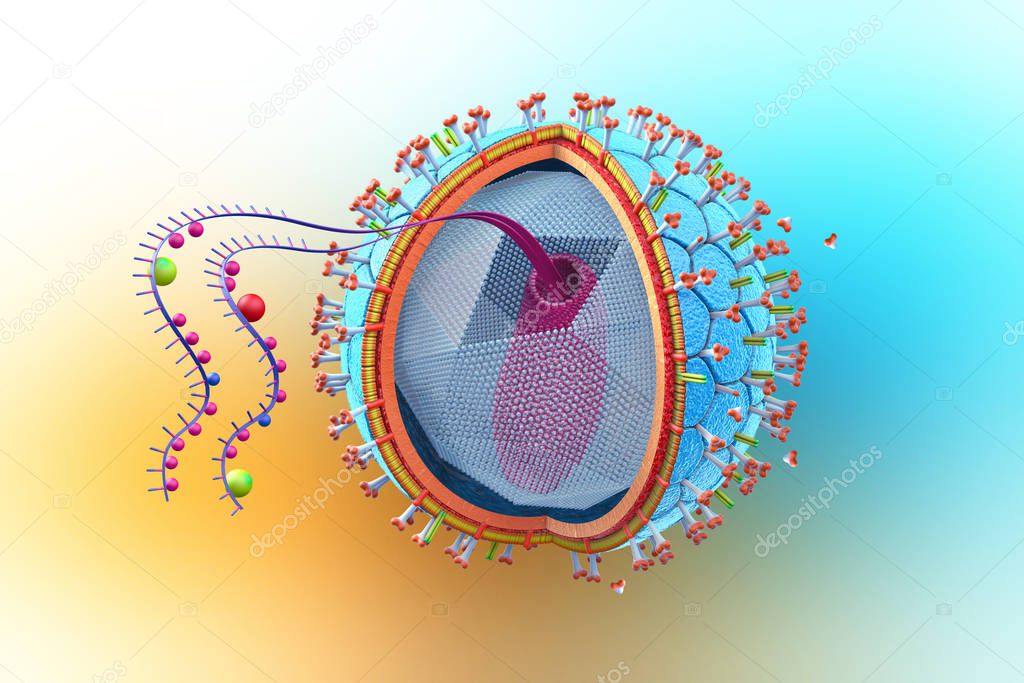 Cross section of a HIV virus viewing components - 3d illustration