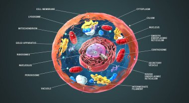Etiketlenmiş ökaryotik hücre, çekirdek ve organeller ve plazma zarları - 3d illüstrasyon