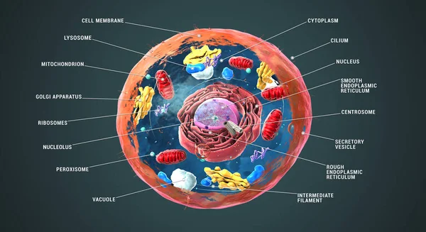 Eukarytic細胞 核および細胞小器官および血漿膜のラベル 3Dイラスト — ストック写真