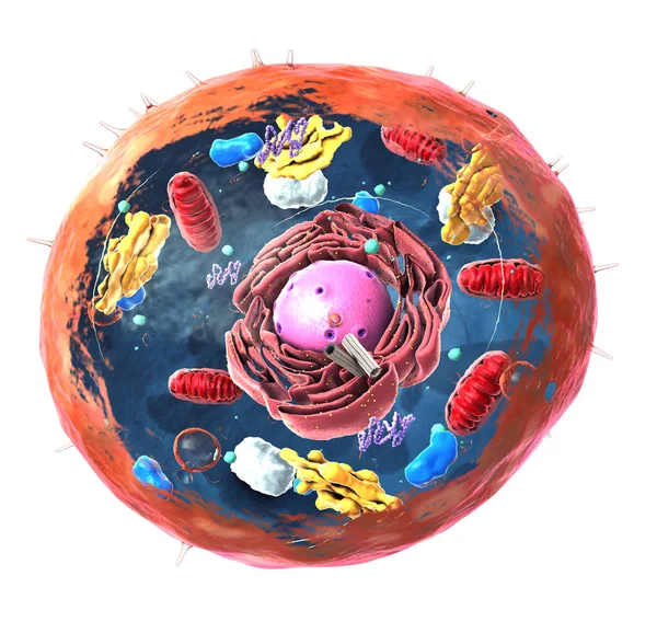 Komponenter Eukaryotic Cell Nucleus Och Organeller Och Plasma Membran Illustration — Stockfoto