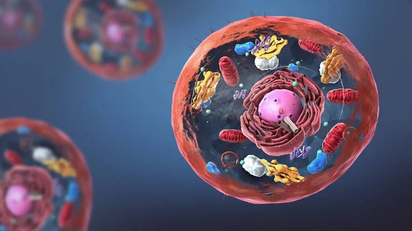 Ökaryotik hücrenin, çekirdeğin ve organellerin ve plazma zarının bileşenleri - 3d illüstrasyon