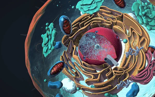 Components of Eukaryotic cell, nucleus and organelles and plasma membrane - 3d illustration