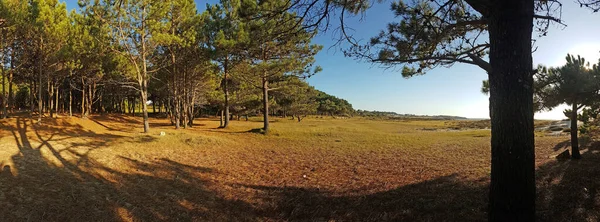 Floresta Pinheiros Costa Galega Norte Espanha — Fotografia de Stock