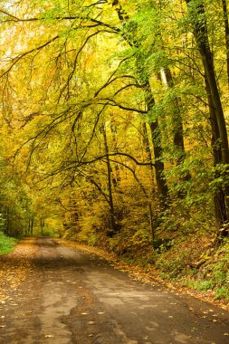 Sonbahar ormanlarında yol.