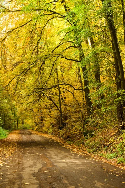 Route dans la forêt automnale. — Photo