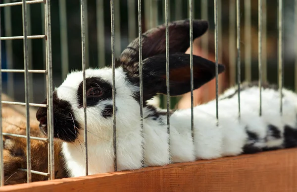 Conejo en una jaula . —  Fotos de Stock