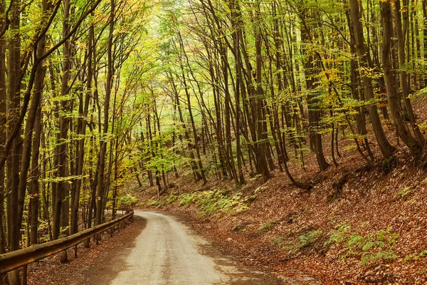 Route dans la forêt automnale. — Photo