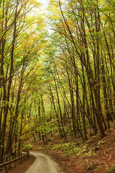 Route à l'automne sur la forêt . — Photo