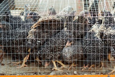 Tavuk bir kafeste. Kuş çiftliği.