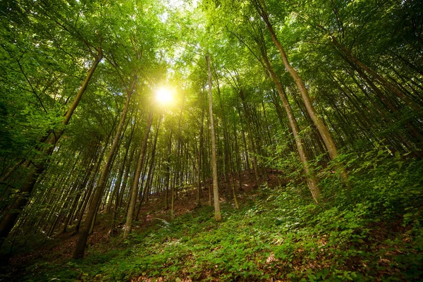 Paysage forestier. Bois Contexte . — Photo