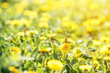 Güzel sarı dandelions çiçek kapatın. Dandelions arka plan.