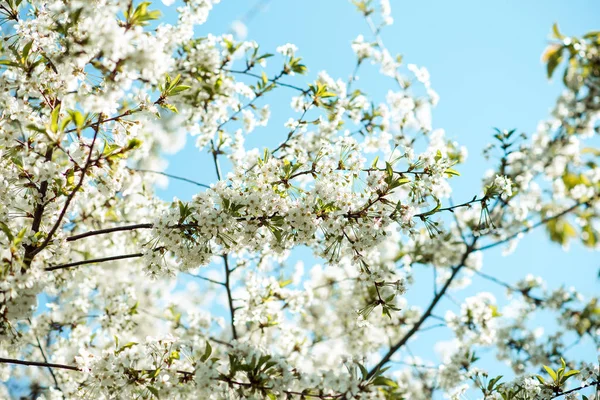 Ветка цветущего дерева. Цветы вишни весной . — стоковое фото