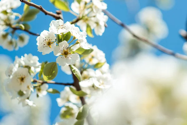 Hermosas flores de cerezo con cielo azul. Primavera . — Foto de Stock