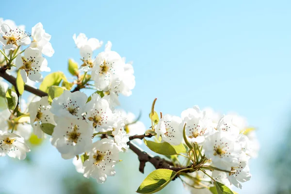 Schöne Kirschblüten mit blauem Himmel. Frühling. — Stockfoto