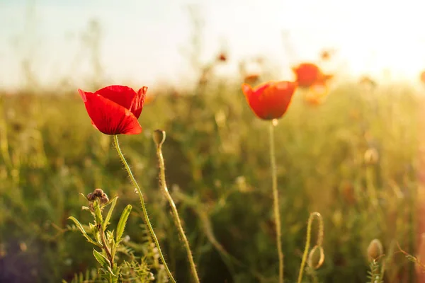 Schöne Mohnblumen auf der grünen Wiese. — Stockfoto