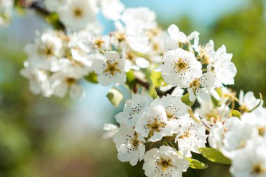 Mavi gökyüzü ile güzel kiraz çiçekleri. Bahar.