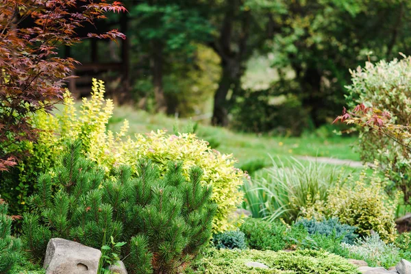 Beautiful landscaping in garden. — Stock Photo, Image