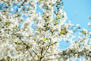 Çiçeği ağacı dalı. Kiraz çiçek bahar.
