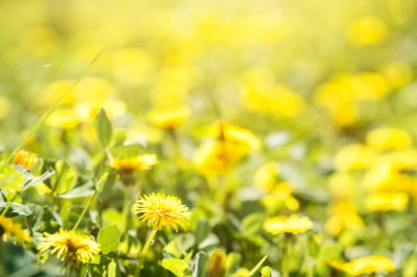 Güzel sarı dandelions çiçek kapatın. Dandelions arka plan.