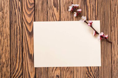 Tahta arka planda bahar çiçeği. Tahta arka planda bahar çiçekleri