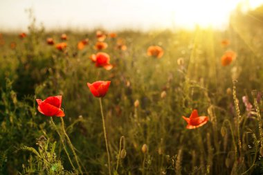 Batan güneşe karşı haşhaş tarlası